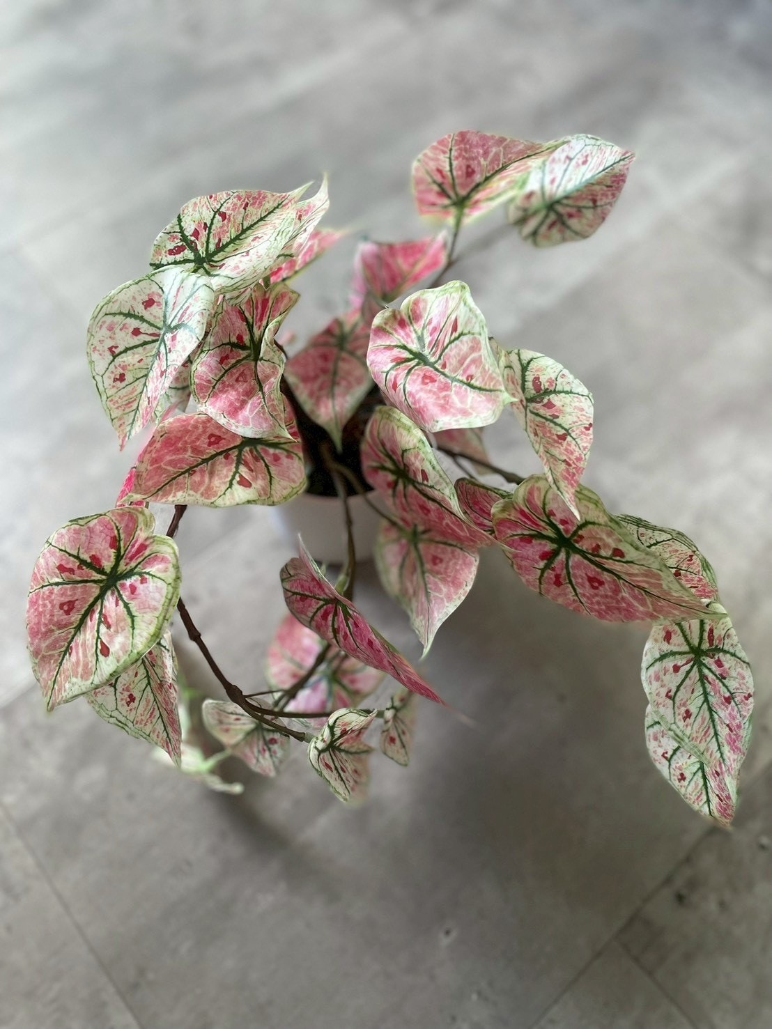 ピンクなトロピカルカラジューム