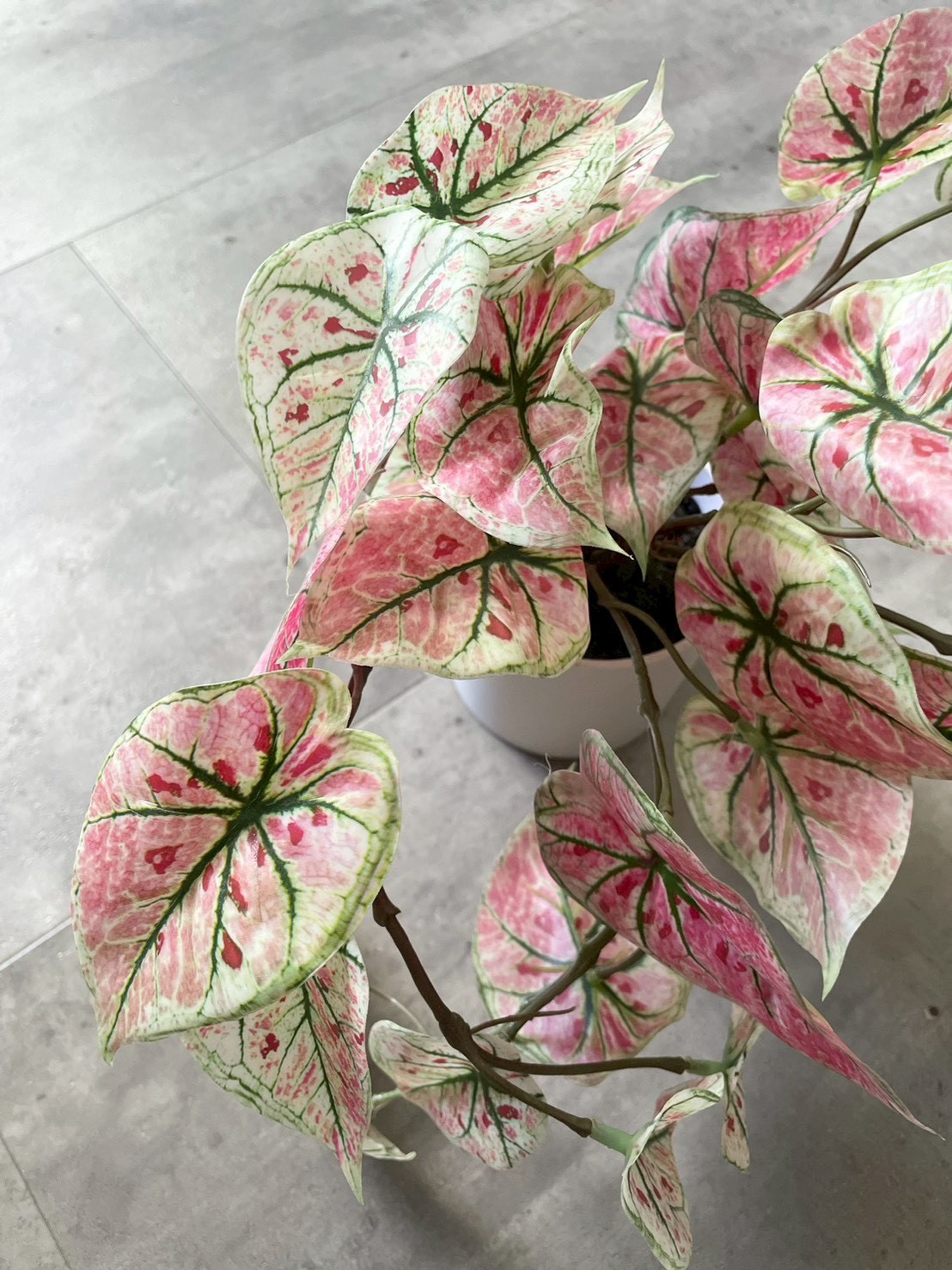 ピンクなトロピカルカラジューム