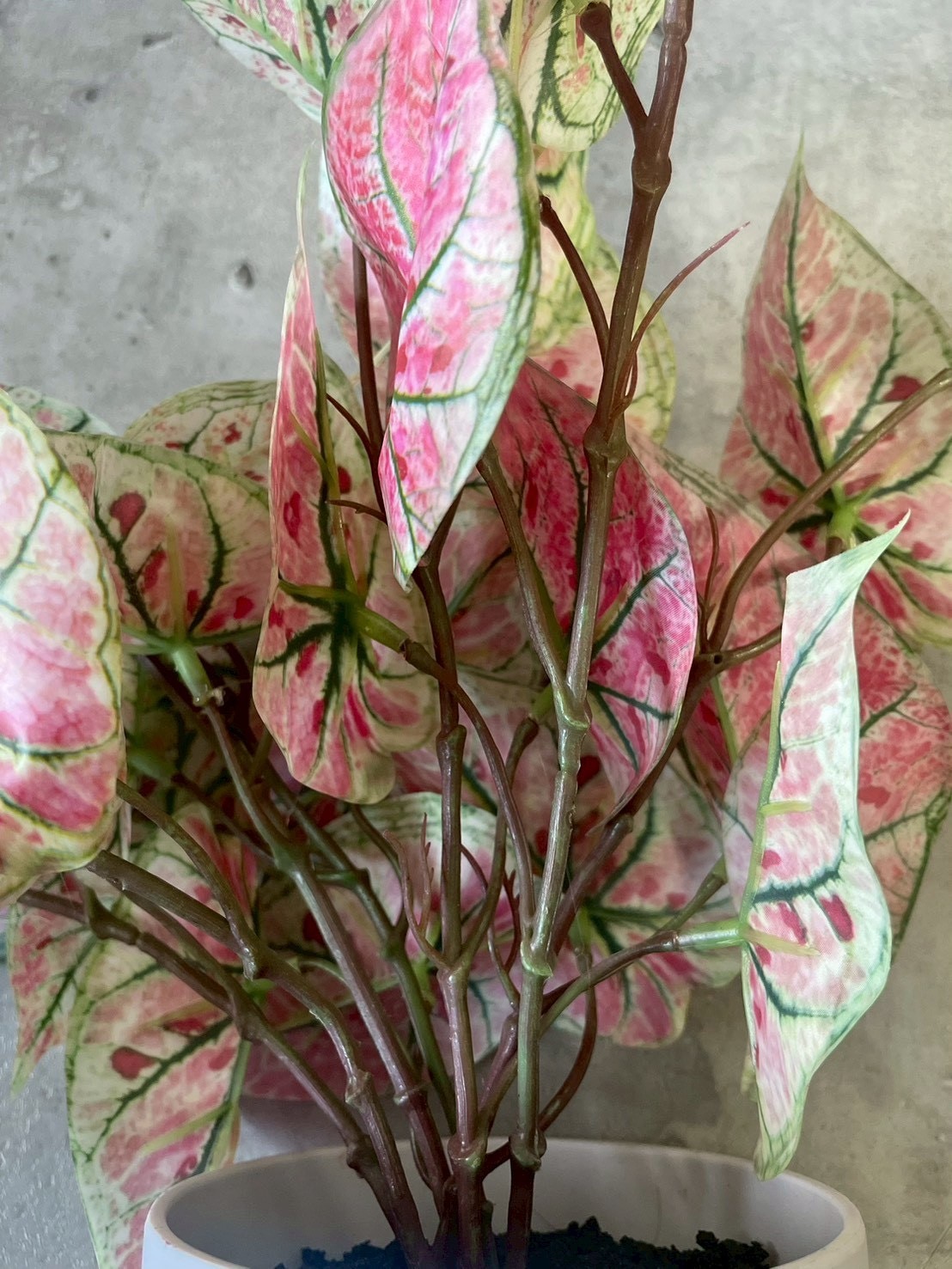 ピンクなトロピカルカラジューム