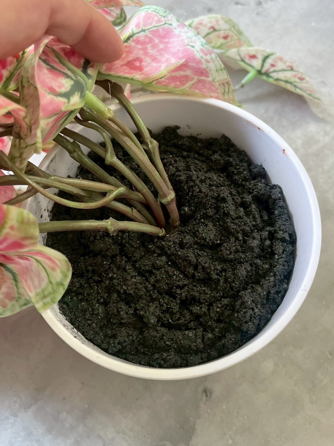 ピンクなトロピカルカラジューム