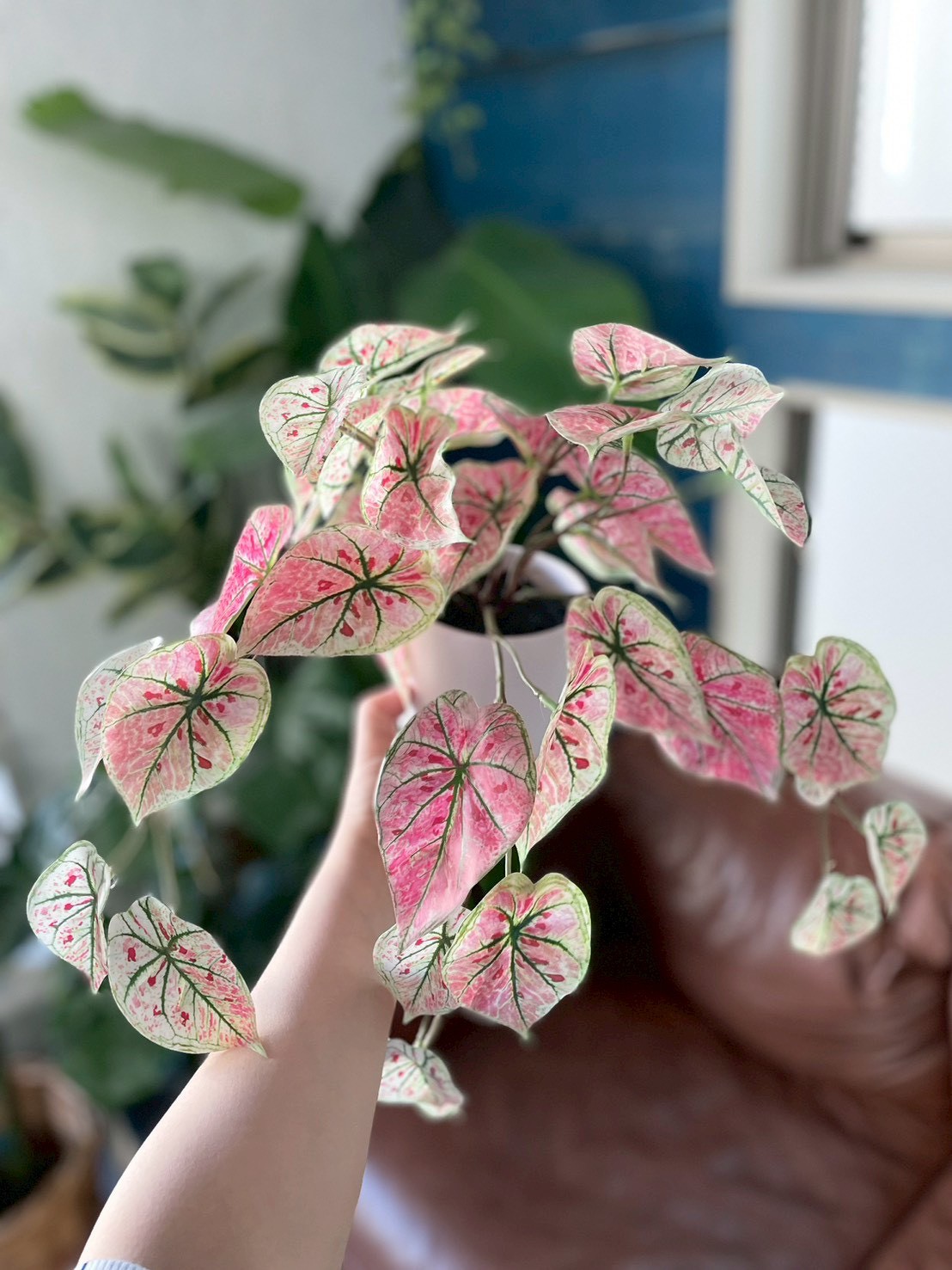 ピンクなトロピカルカラジューム