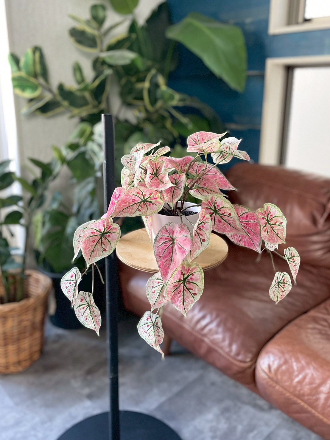 ピンクなトロピカルカラジューム