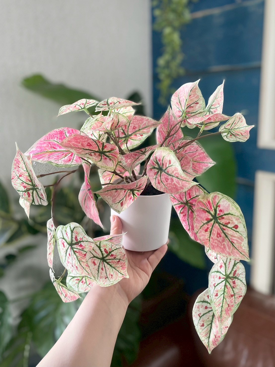 ピンクなトロピカルカラジューム