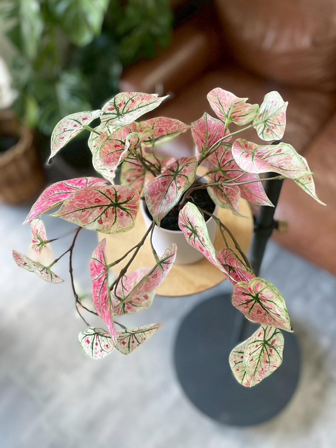 ピンクなトロピカルカラジューム