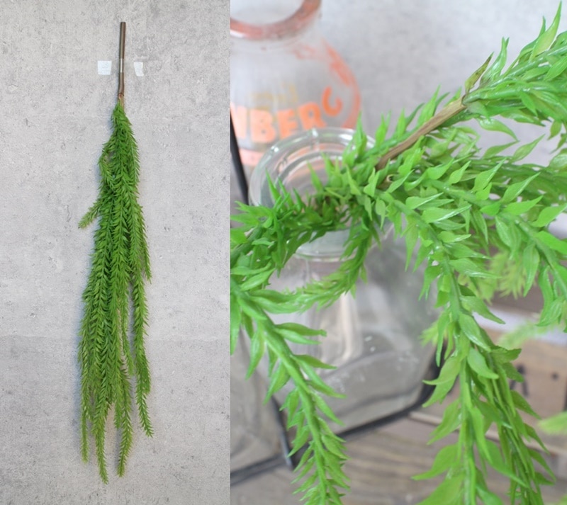 リコポディウム