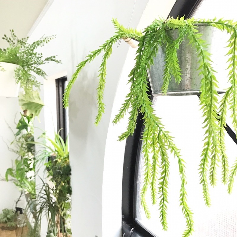 リコポディウム