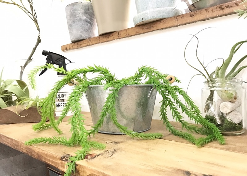 リコポディウム