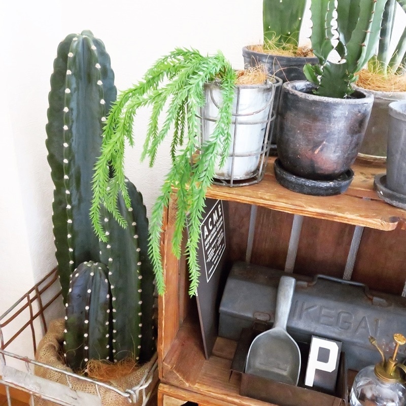 リコポディウム