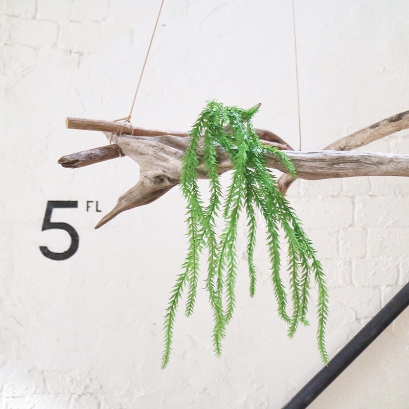 リコポディウム