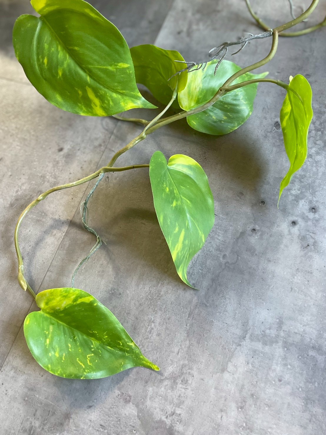 もりもりわさわさポトス