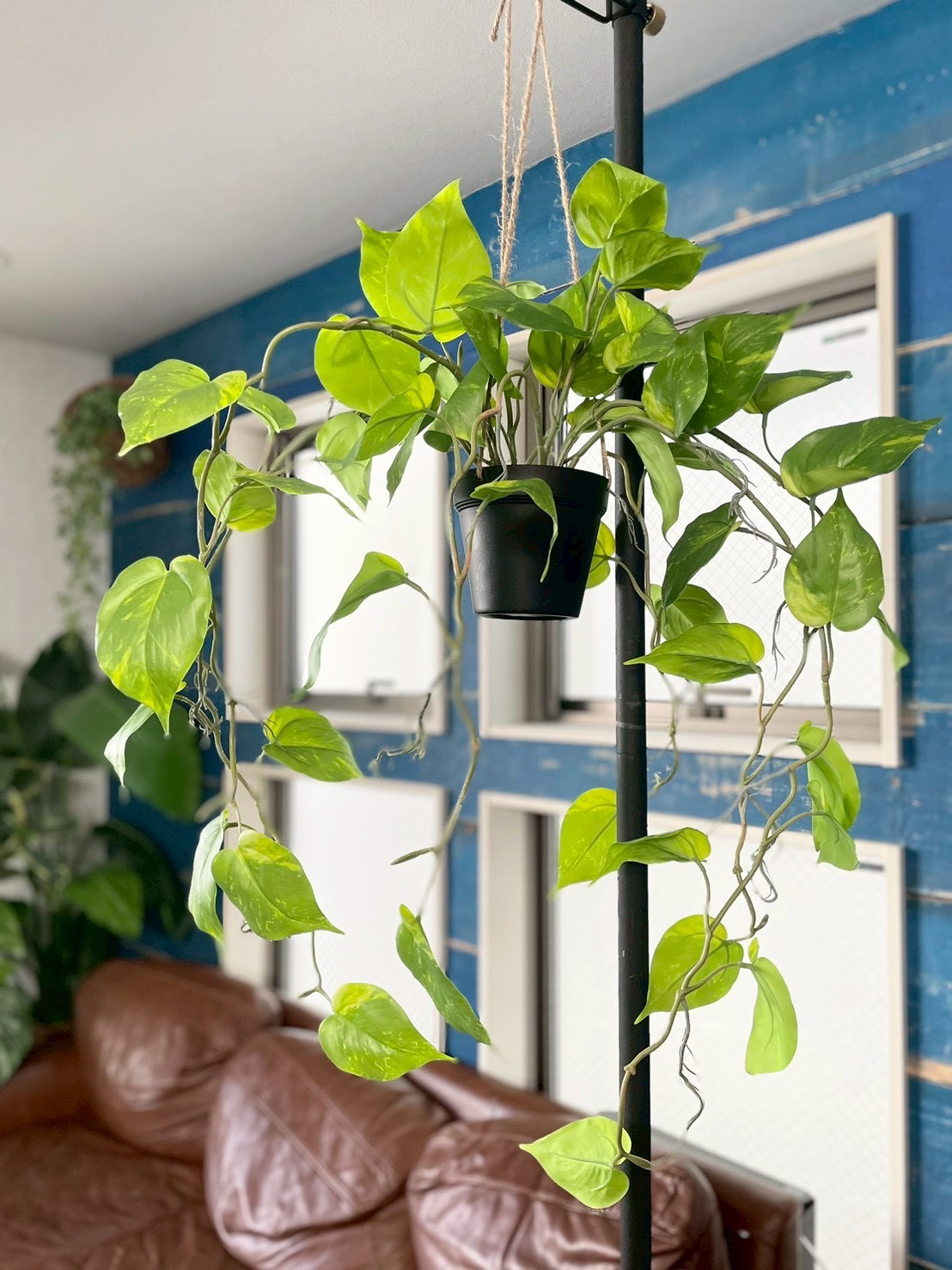 もりもりわさわさポトス