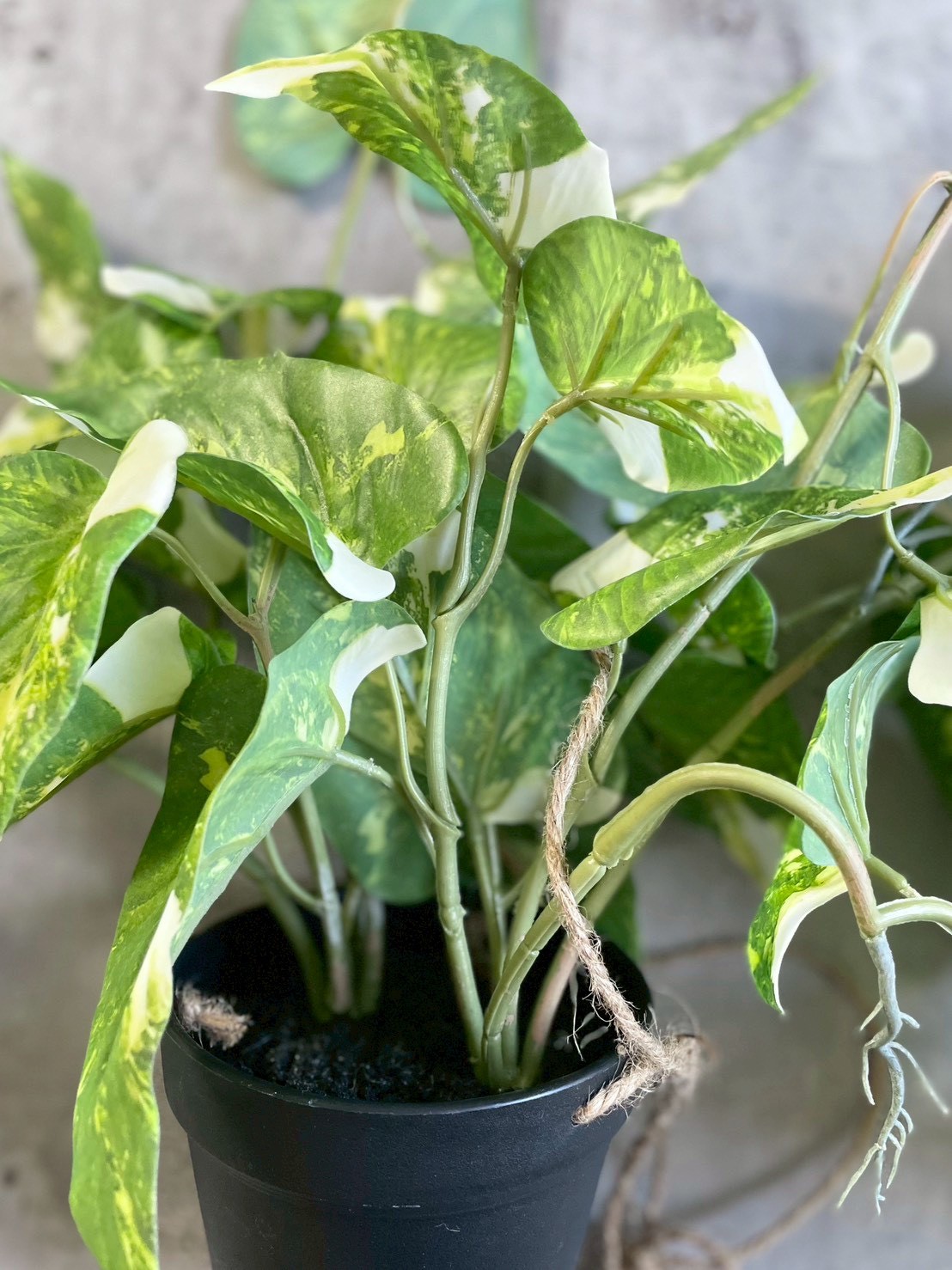 もりもりわさわさ斑入りフィロデンドロン|おしゃれなフェイクグリーン