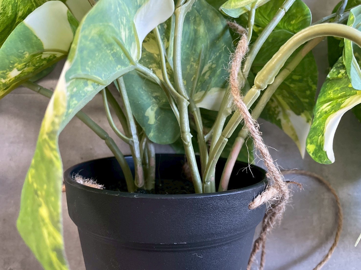 もりもりわさわさ斑入りフィロデンドロン|おしゃれなフェイクグリーン