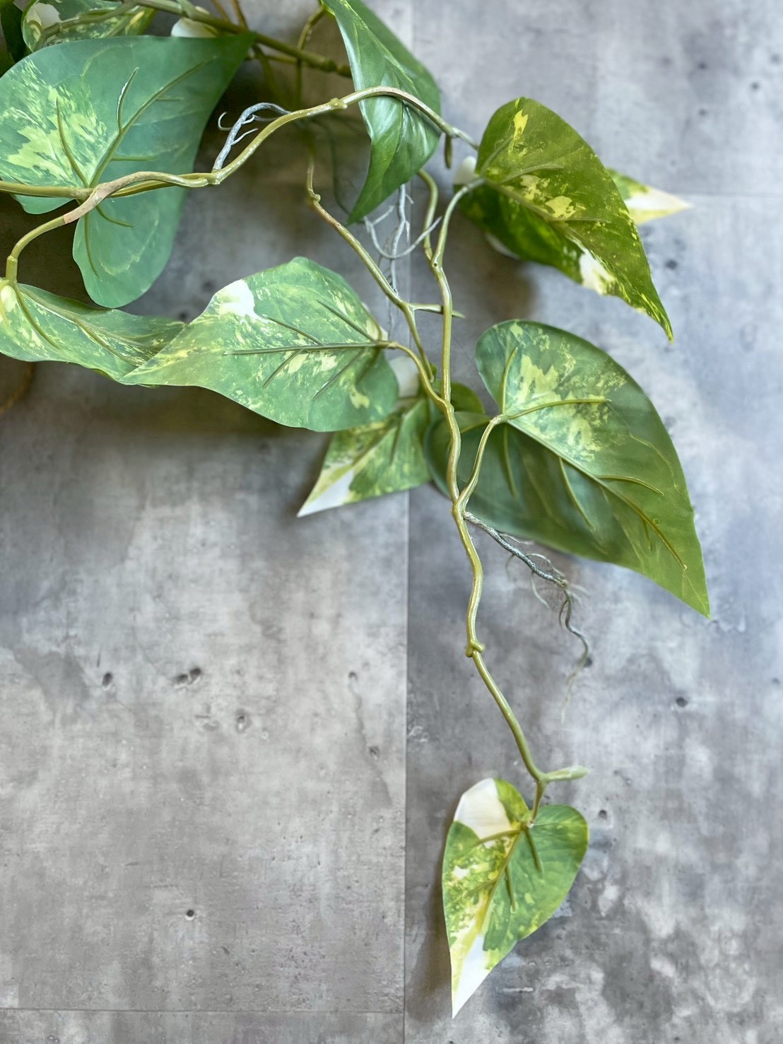 もりもりわさわさ斑入りフィロデンドロン