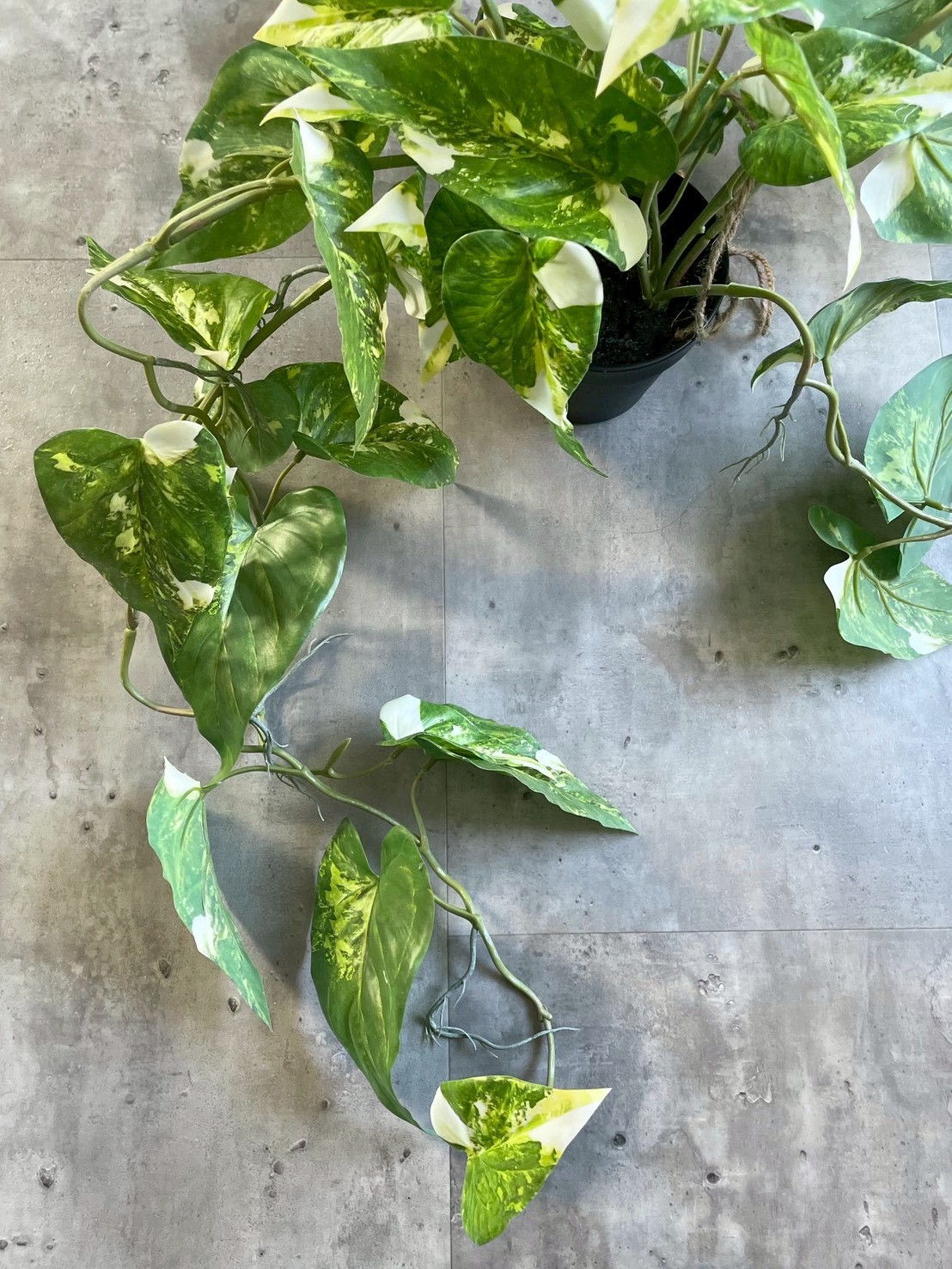 もりもりわさわさ斑入りフィロデンドロン