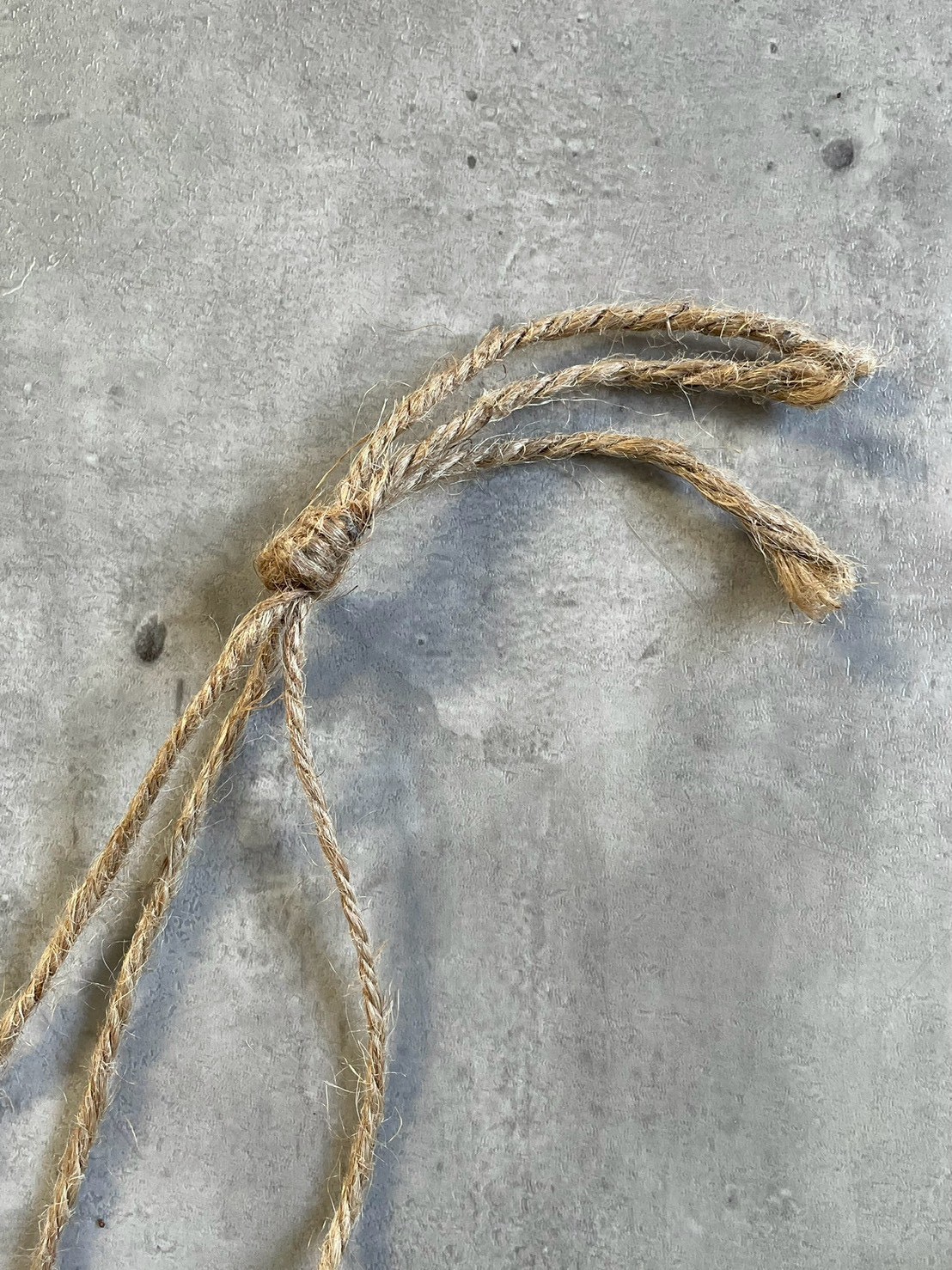 もりもりわさわさ斑入りフィロデンドロン