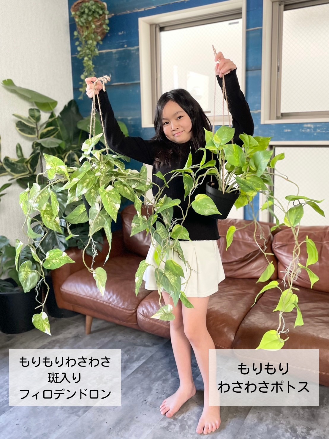 フィロデンドロン　ヴァイオリン　斑入り フィロデンドロン バイオリン ヴァリエゲイテッド: 写真、育て方、家庭