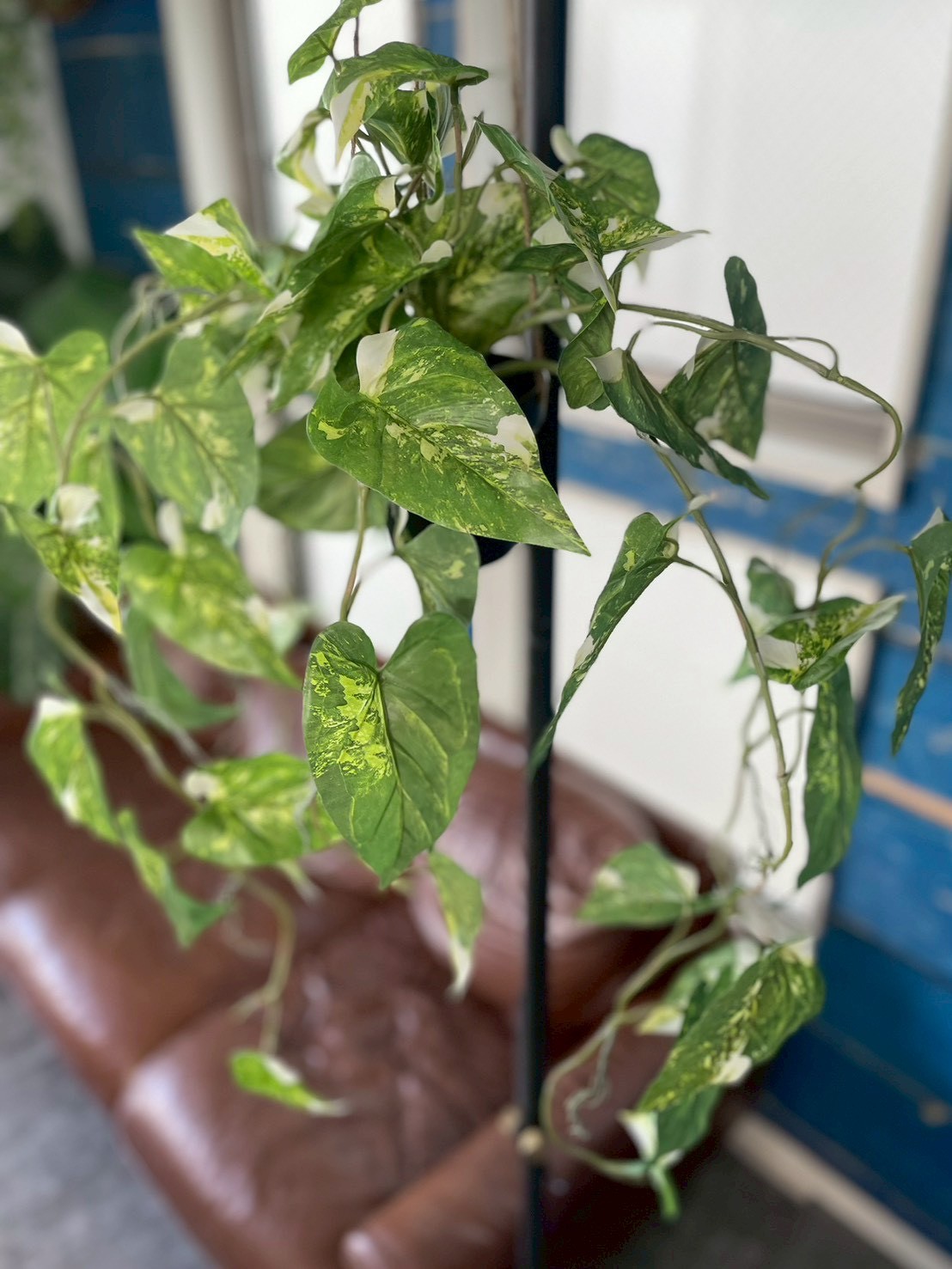 もりもりわさわさ斑入りフィロデンドロン