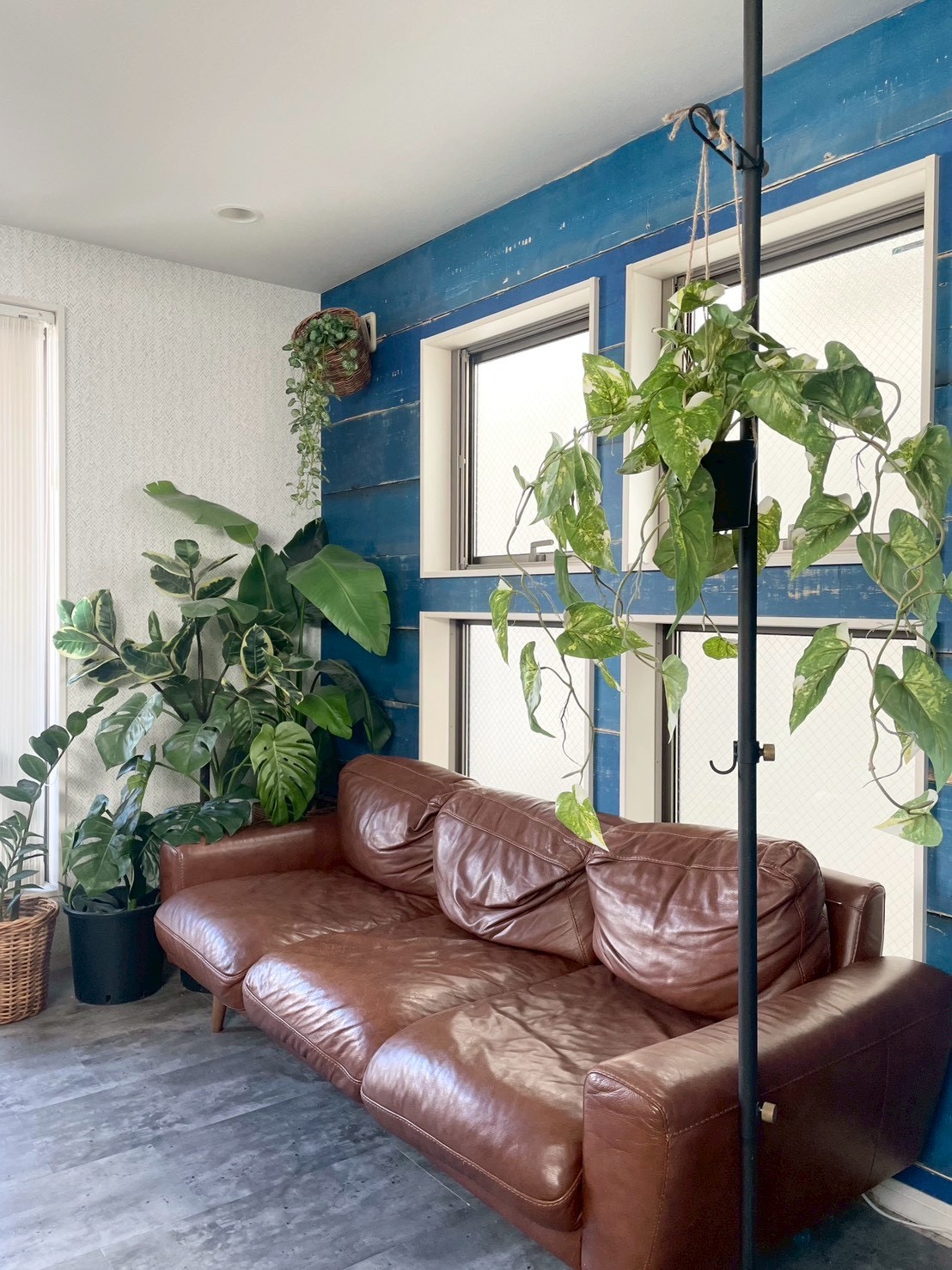 もりもりわさわさ斑入りフィロデンドロン