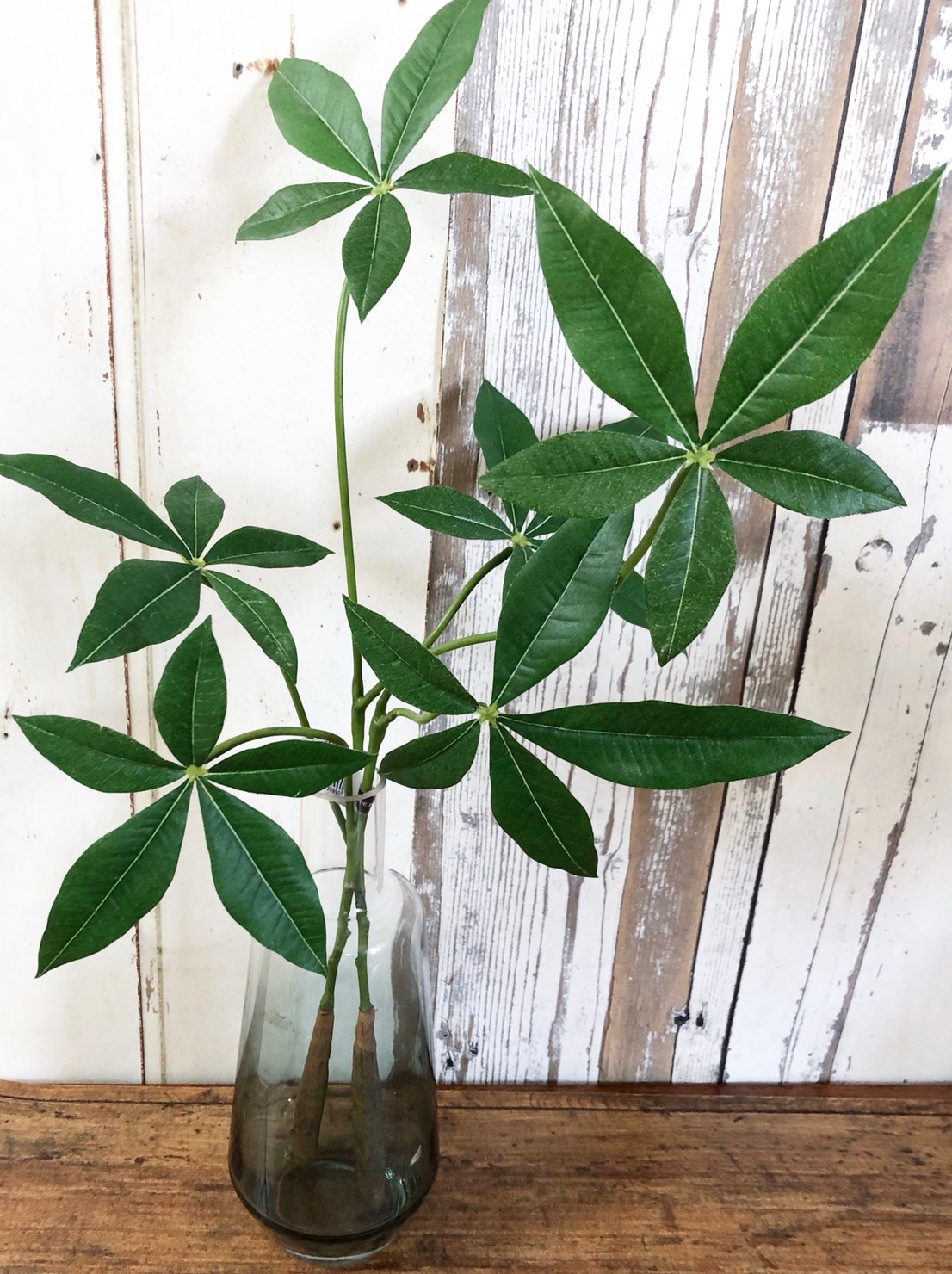 ֥롼ǤΥ饹ӡʹ⤵20.5ѡ