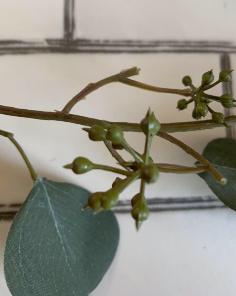 丸い葉っぱのユーカリガーランド