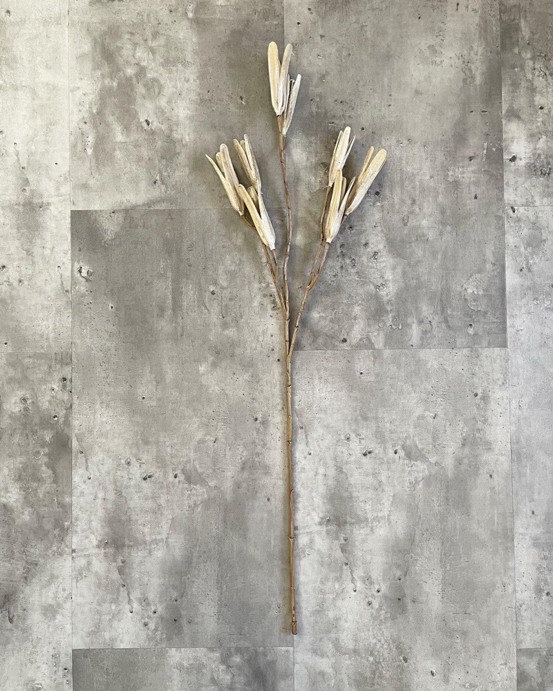 かちかちシードポット