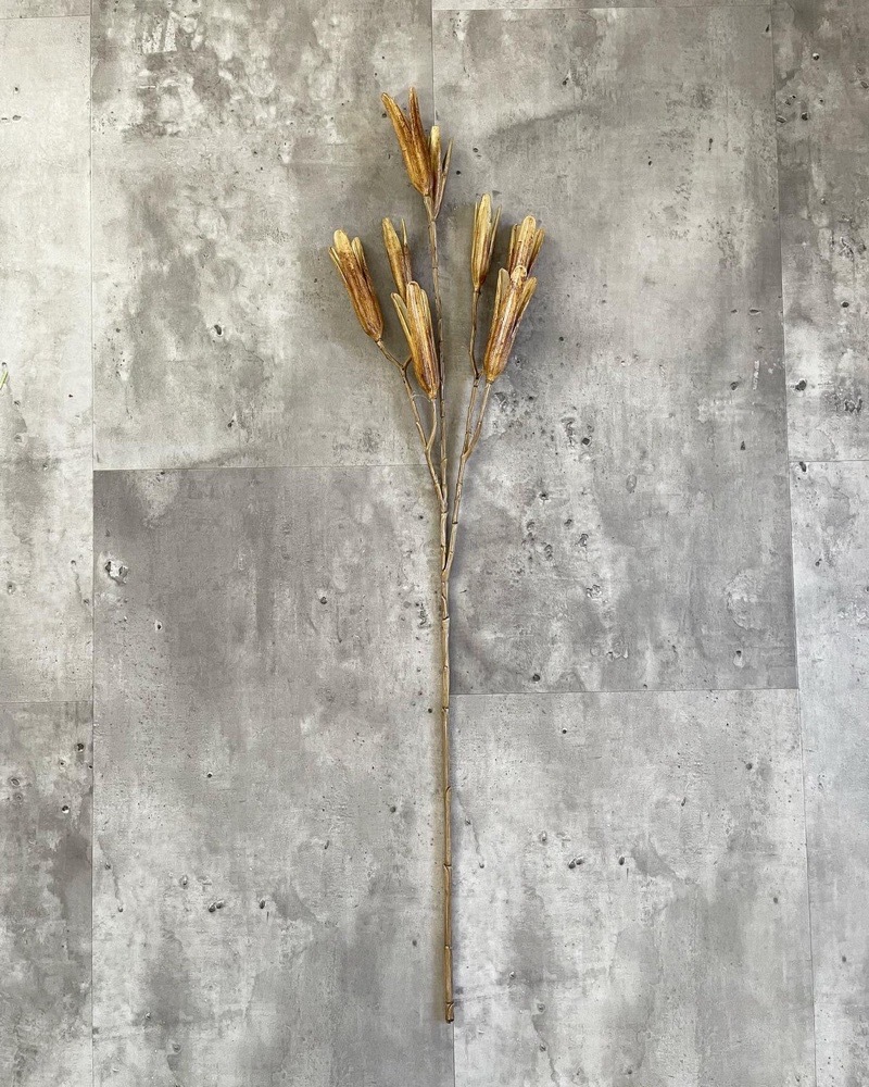 かちかちシードポット