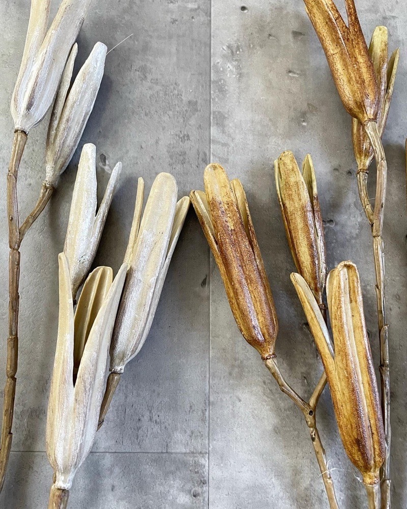 かちかちシードポット