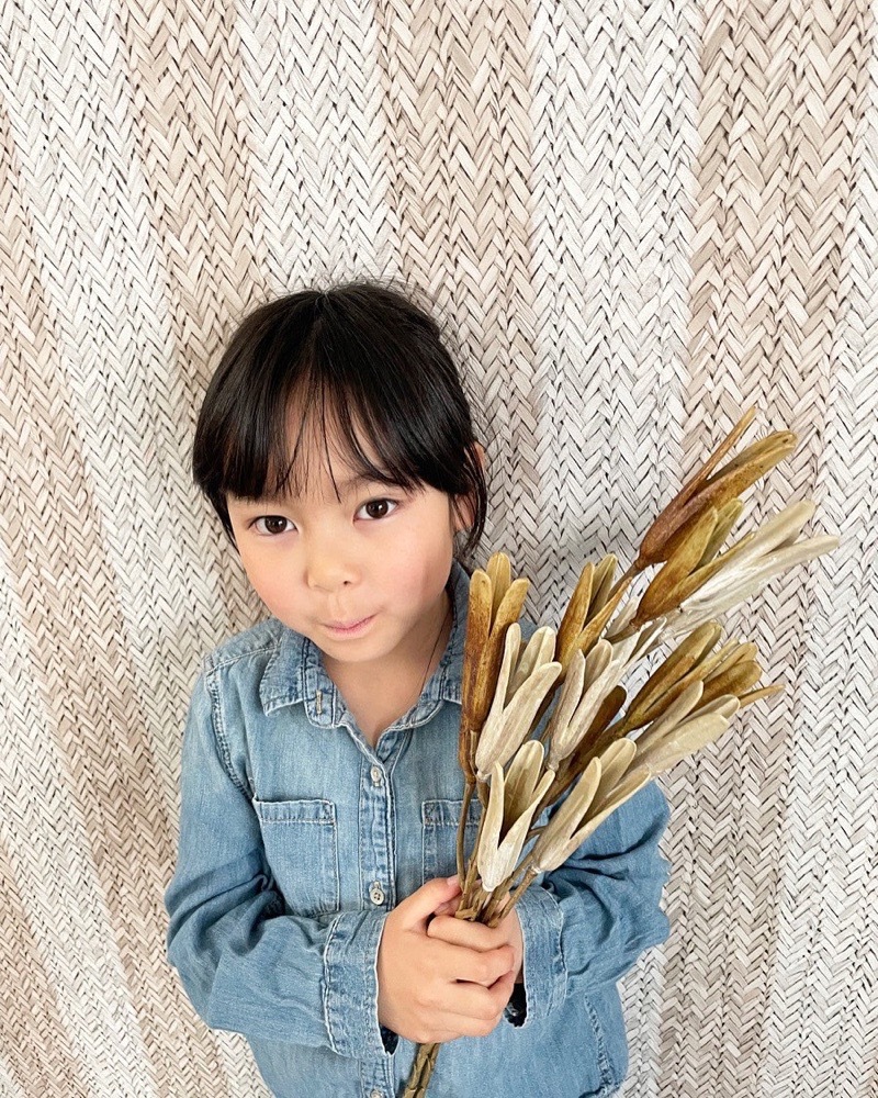 かちかちシードポット