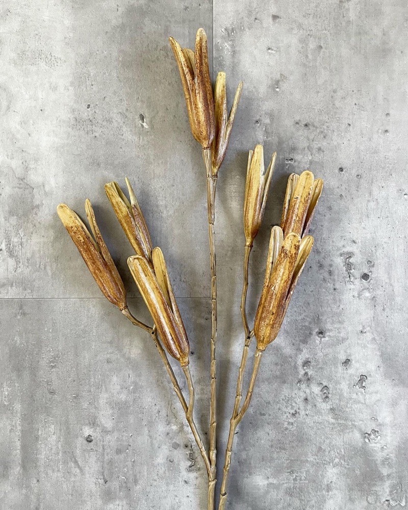 かちかちシードポット