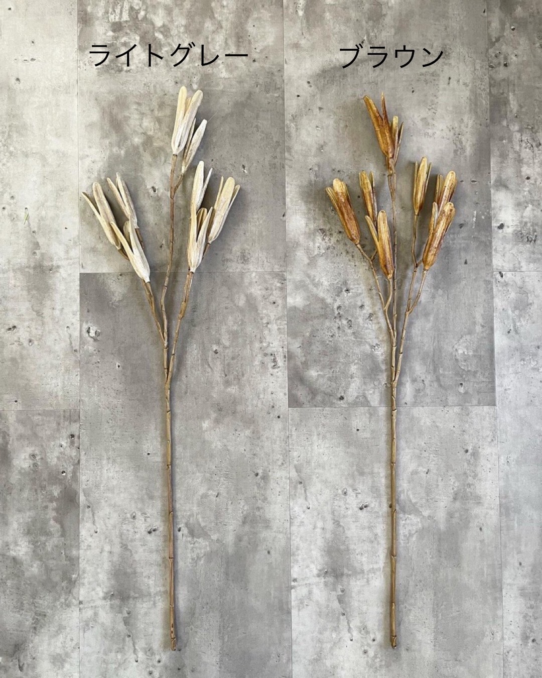 かちかちシードポット