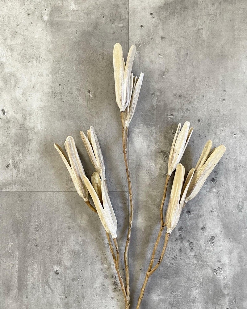 かちかちシードポット