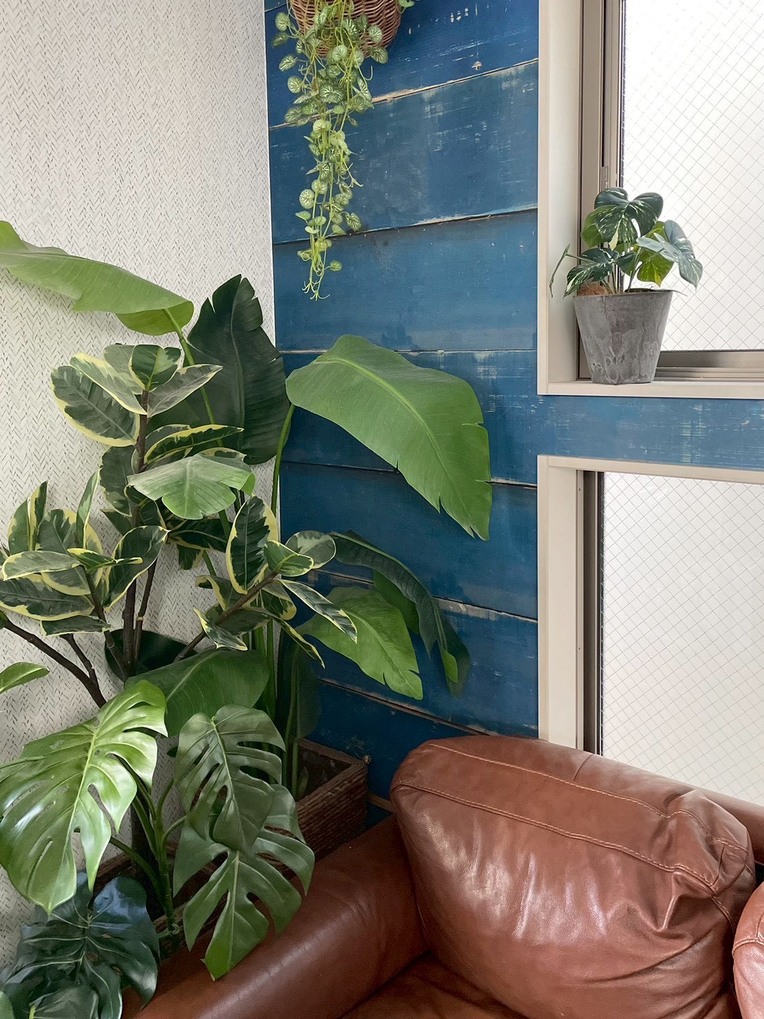 斑入りモンステラ