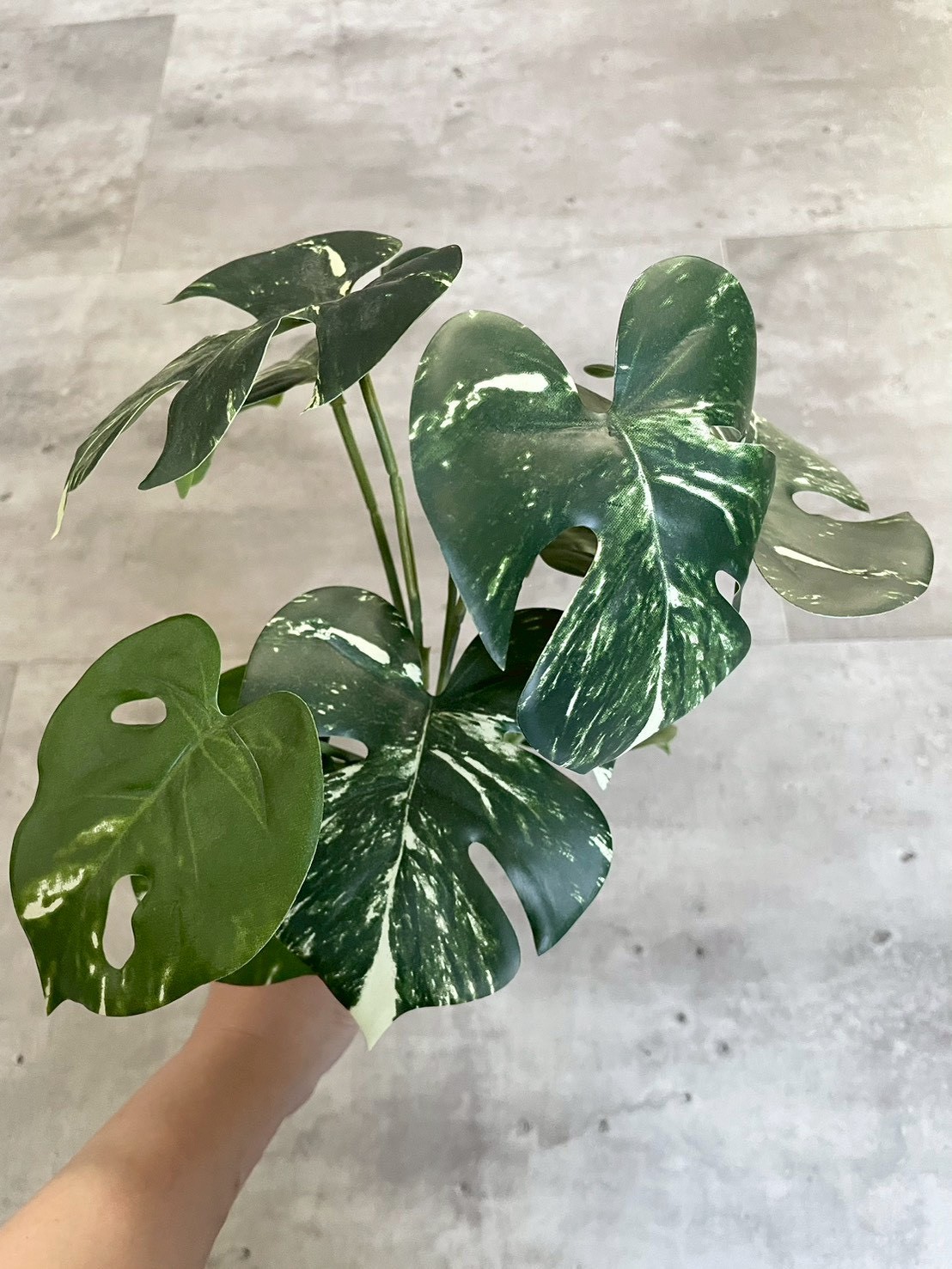 斑入りモンステラ