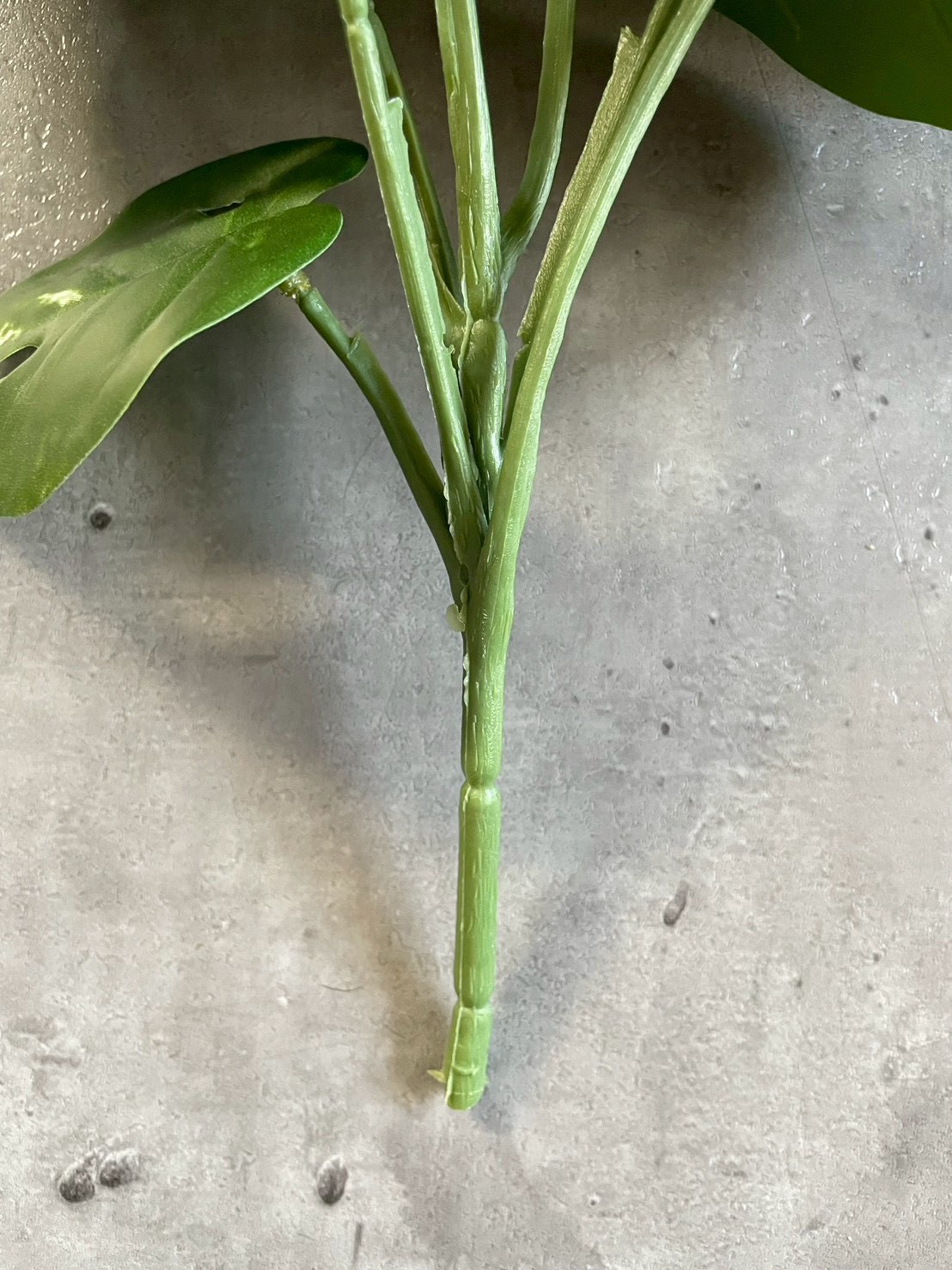 斑入りモンステラ