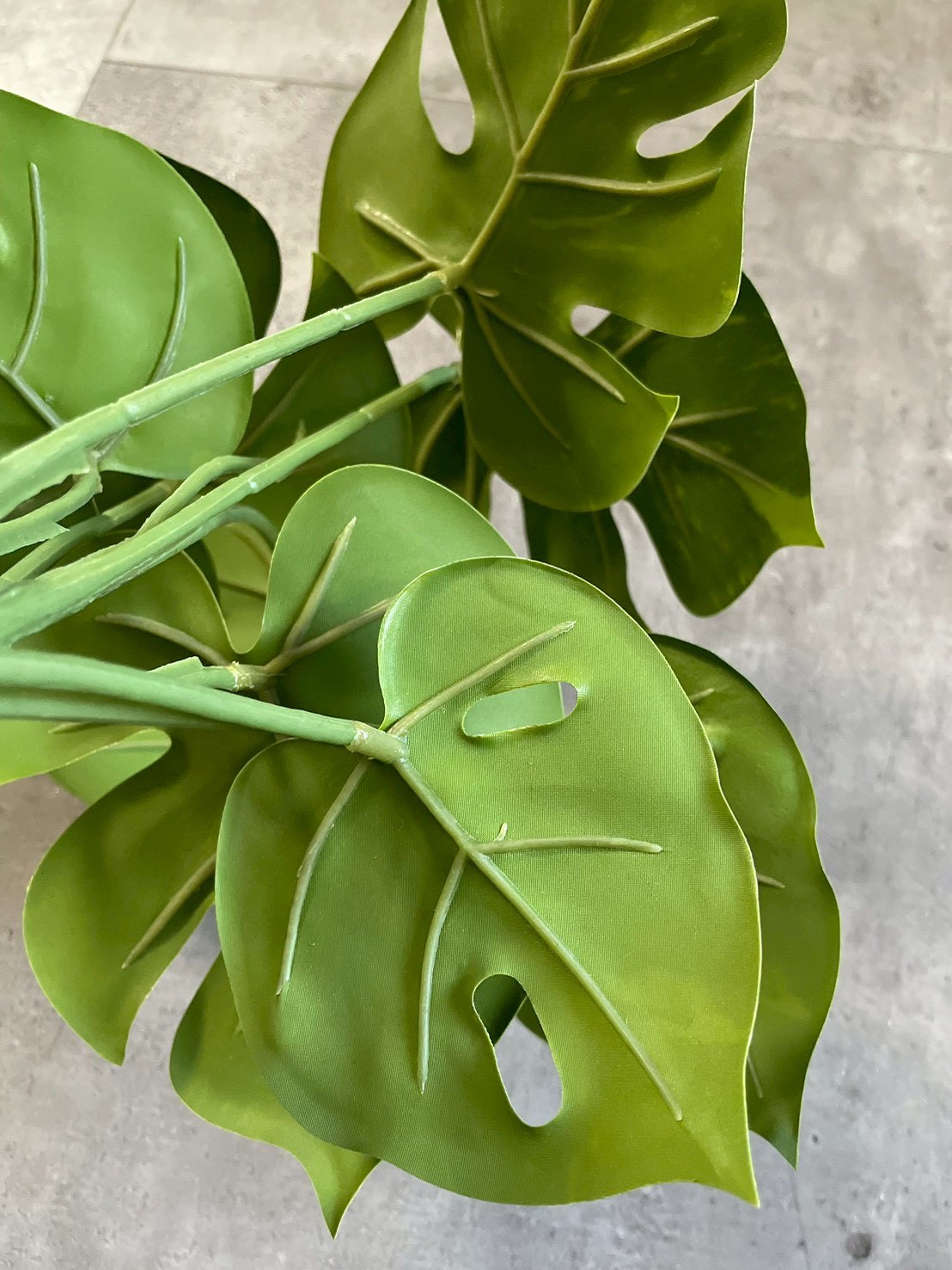 斑入りモンステラ