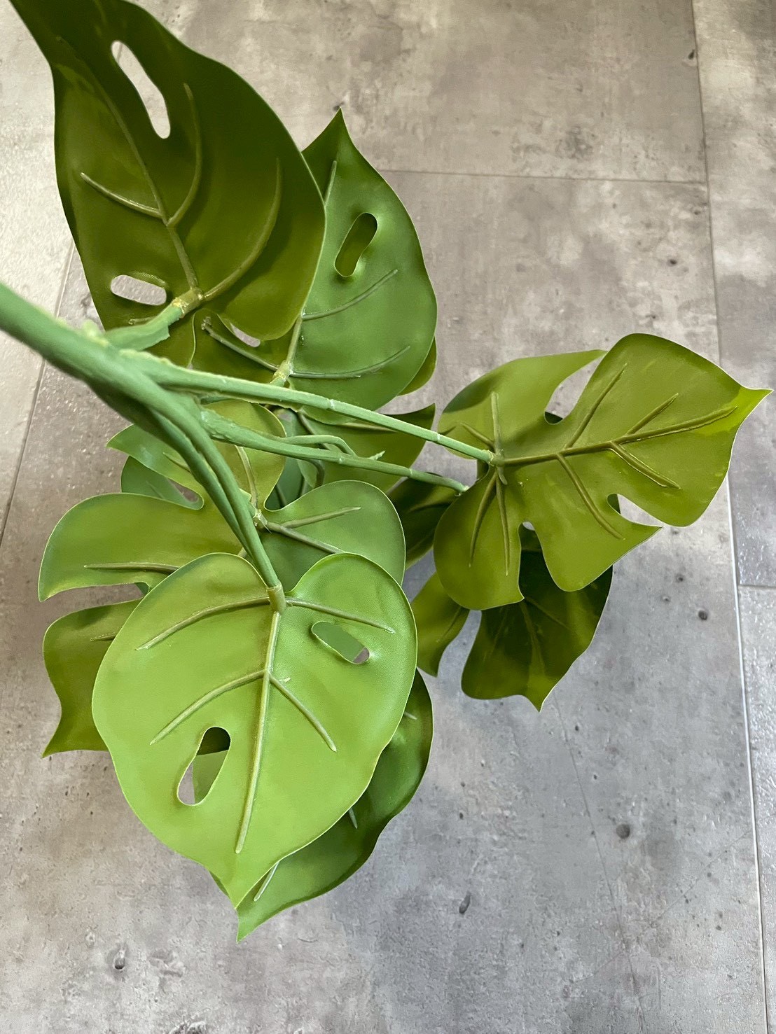 斑入りモンステラ