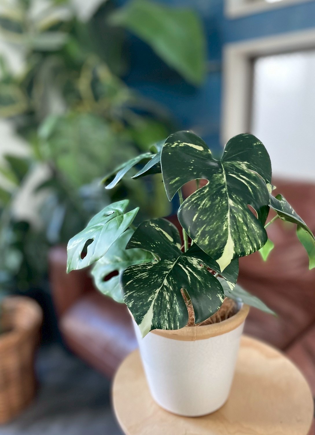 斑入りモンステラ|おしゃれなフェイクグリーン・人工観葉植物通販