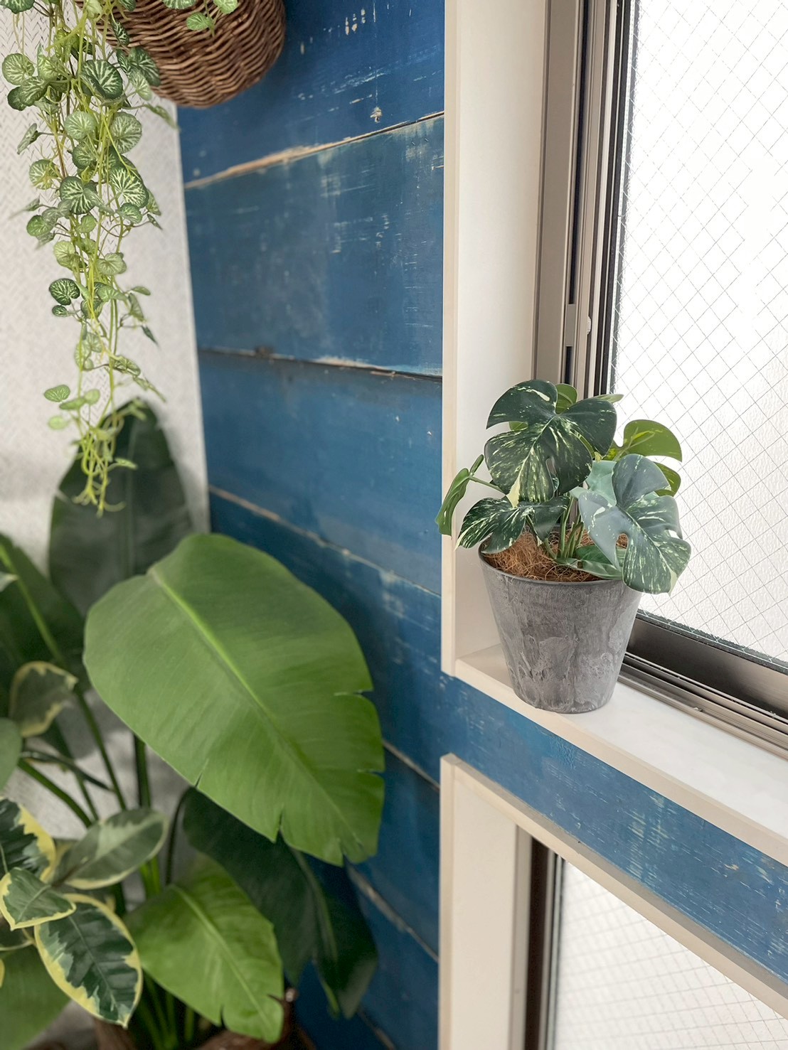 斑入りモンステラ