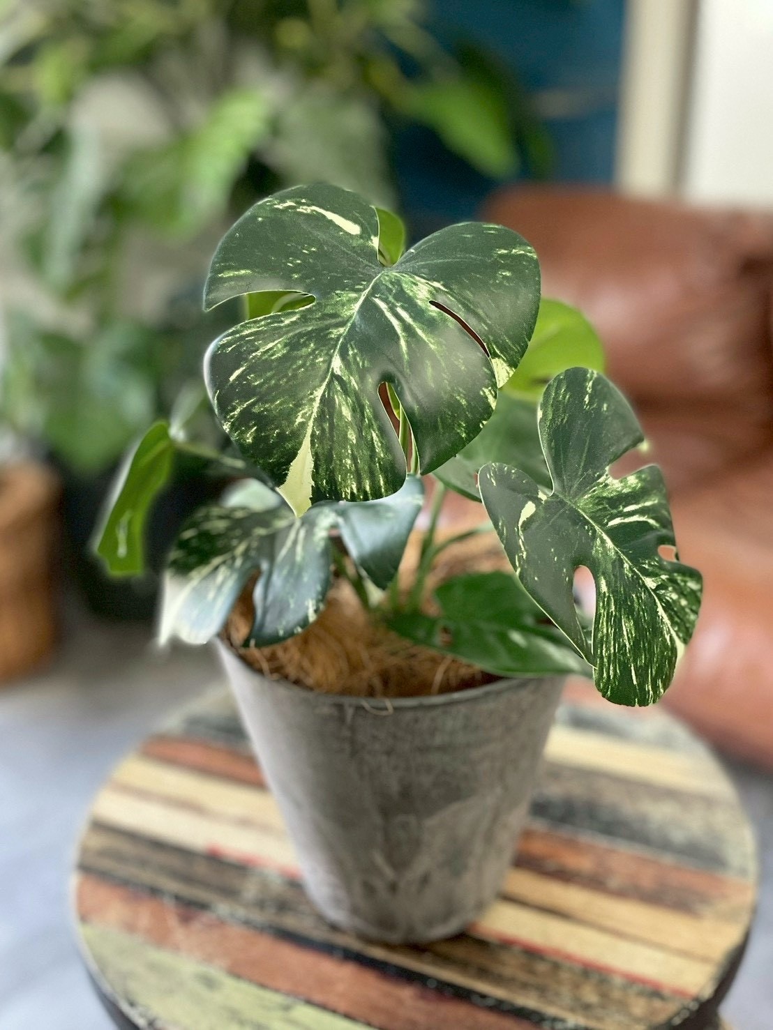 斑入りモンステラ|おしゃれなフェイクグリーン・人工観葉植物通販