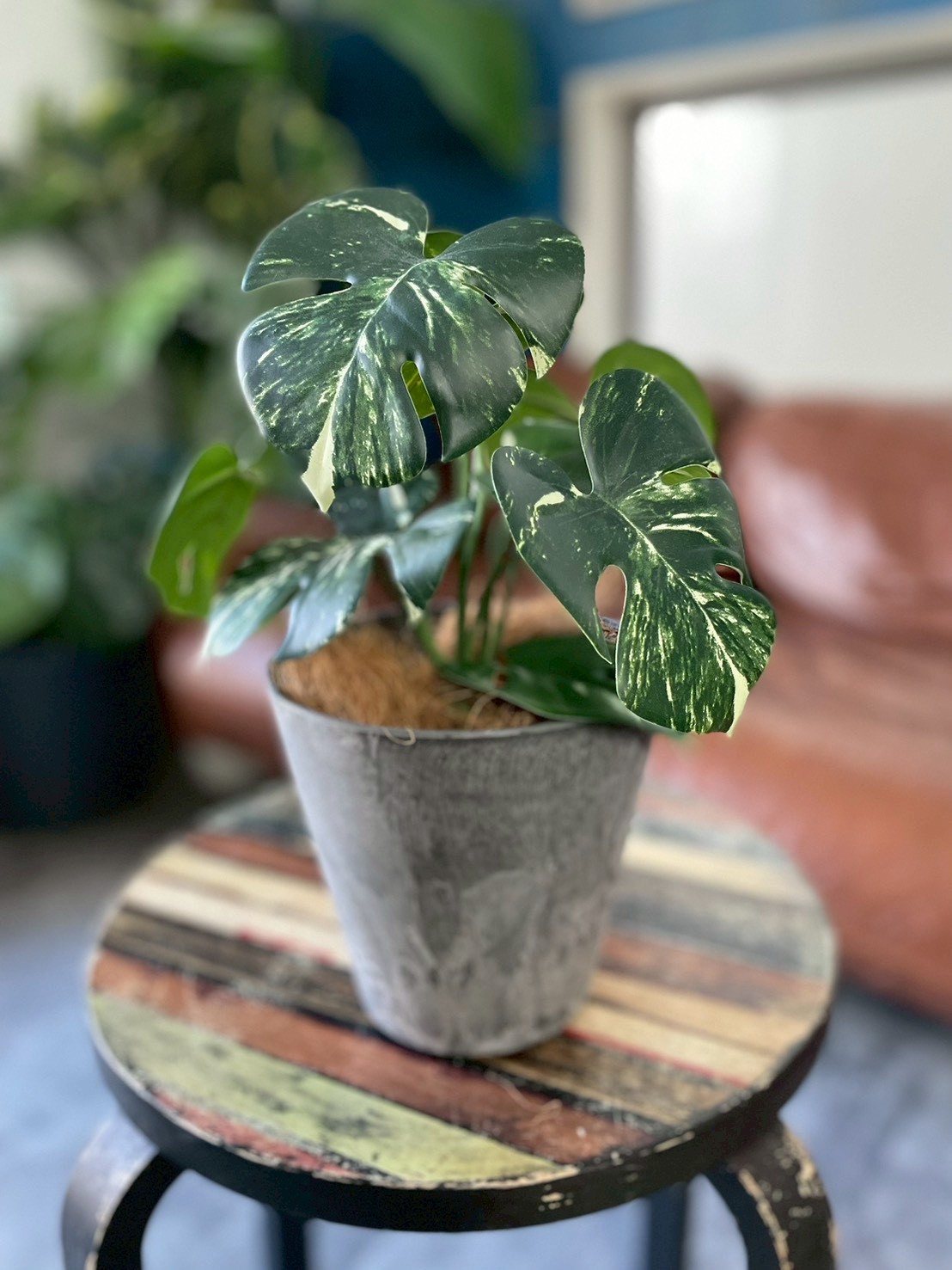 斑入りモンステラ|おしゃれなフェイクグリーン・人工観葉植物通販