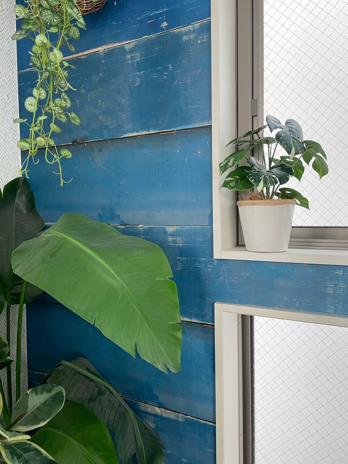 斑入りモンステラ