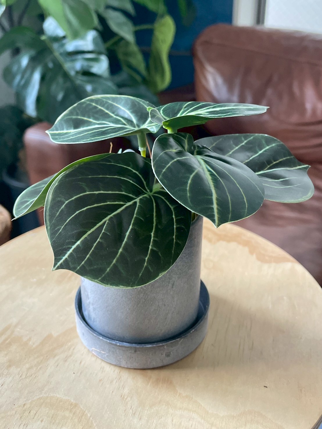 みにぷちグリーン(アロカシア) 