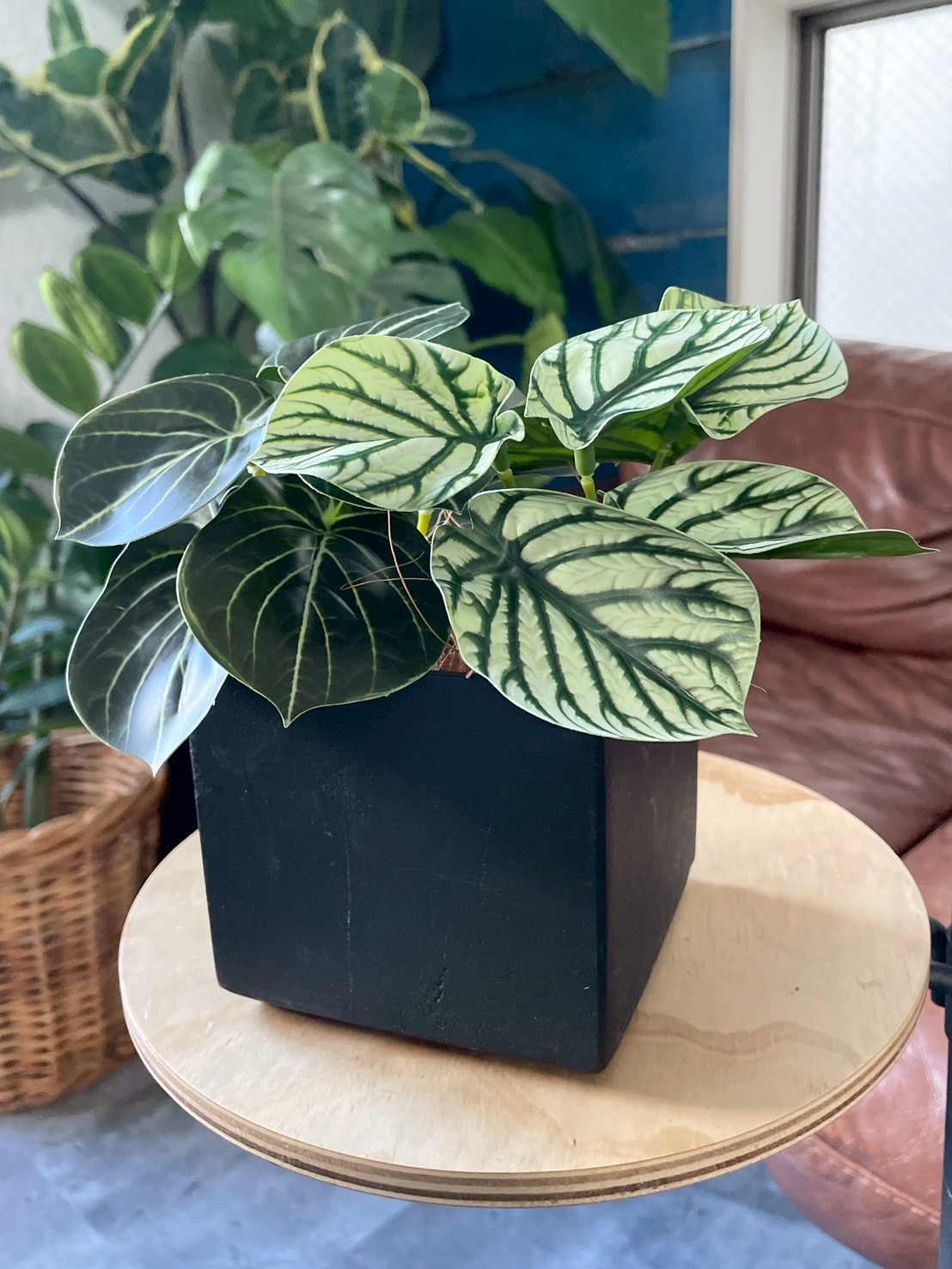 みにぷちグリーン(アロカシア) 