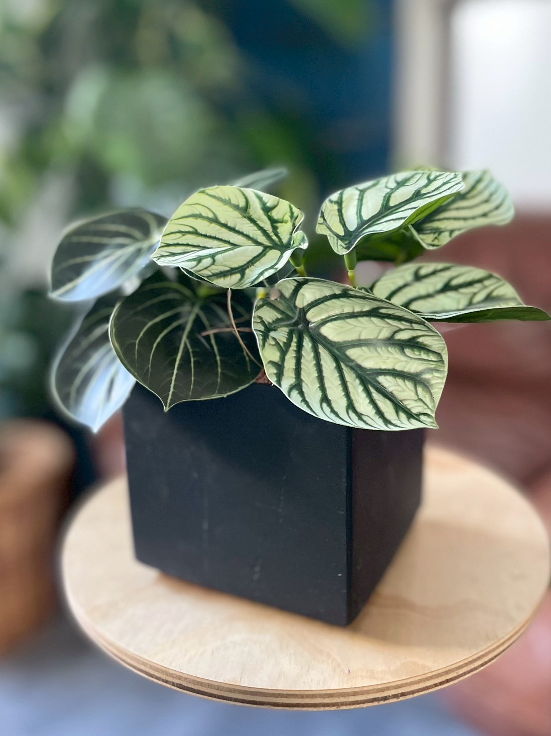 みにぷちグリーン(アロカシア) 