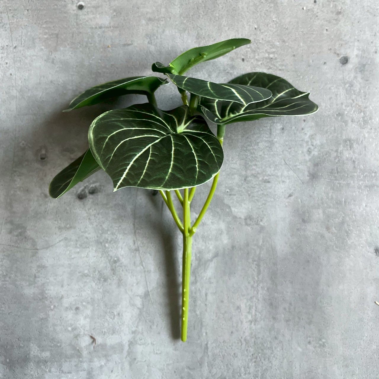 みにぷちグリーン(アロカシア) 