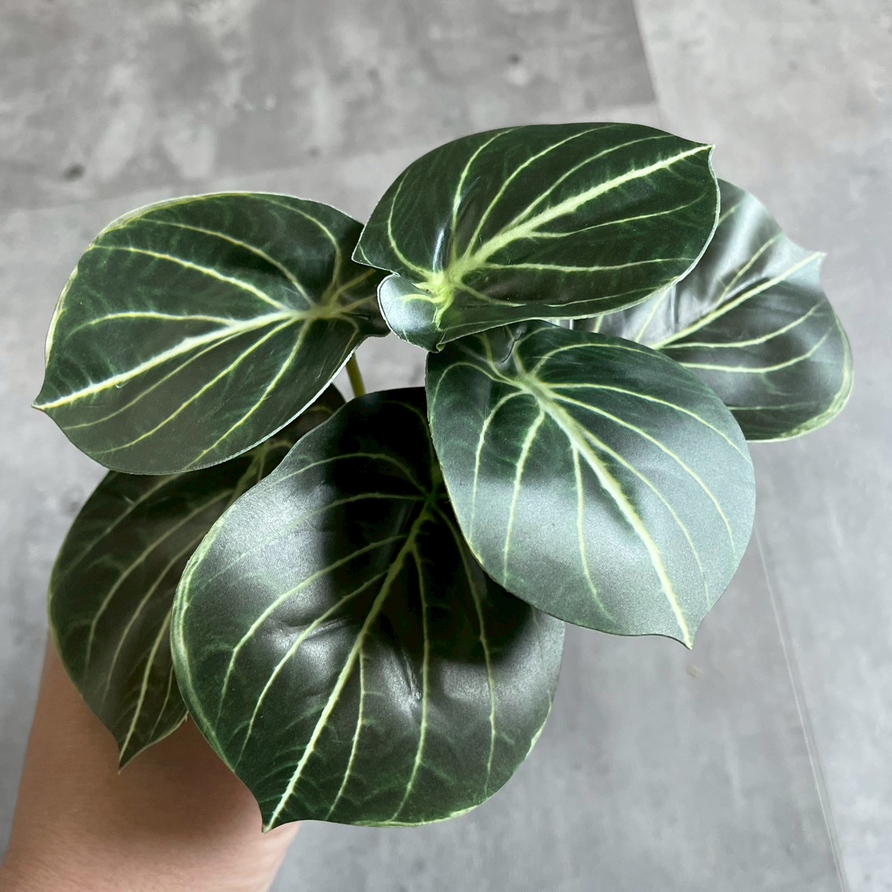 みにぷちグリーン(アロカシア) 