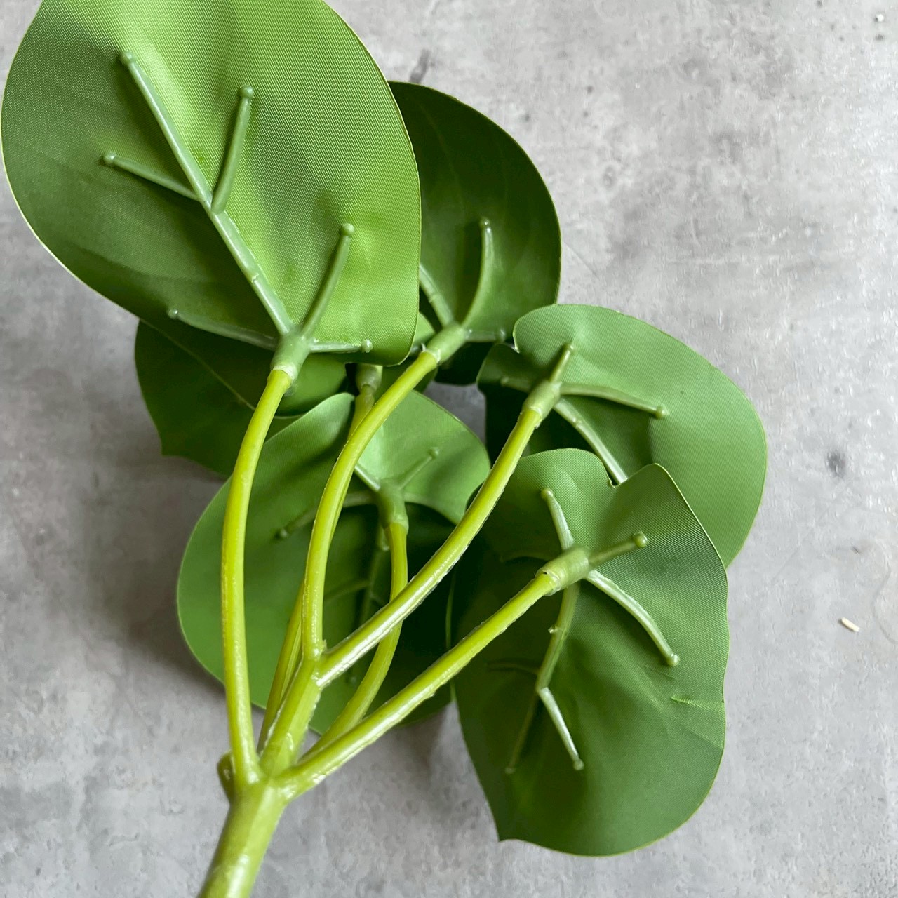 みにぷちグリーン(アロカシア) 