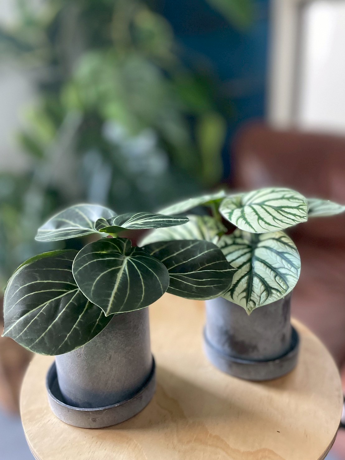 みにぷちグリーン(ゼブラなペペロミア)