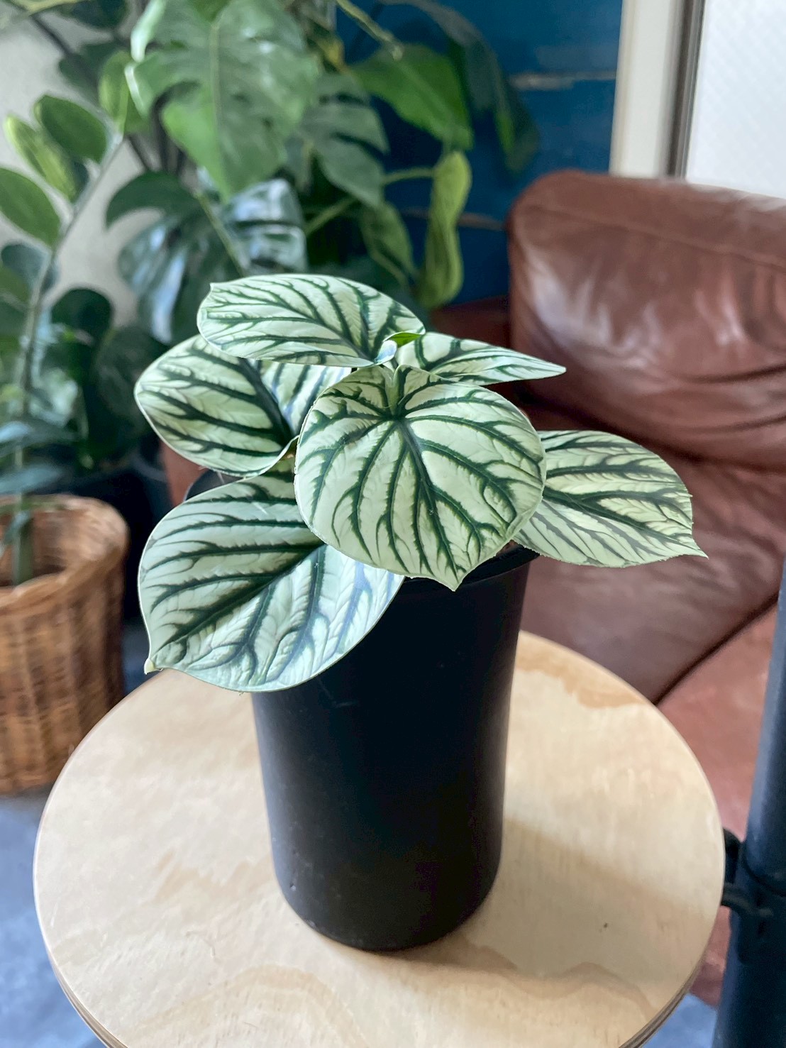 みにぷちグリーン(ゼブラなペペロミア) |おしゃれなフェイクグリーン